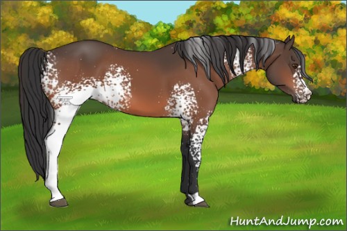 Horse Color:White Spotted Bay 