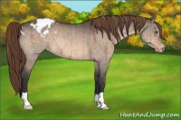 Horse Color:Bay Dun Appaloosa 