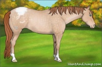 Horse Color:Buckskin Pearl Appaloosa Rabicano