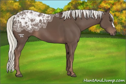 Horse Color:Liver Chestnut Ice
