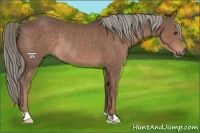 Horse Color:Liver Chestnut Rabicano 