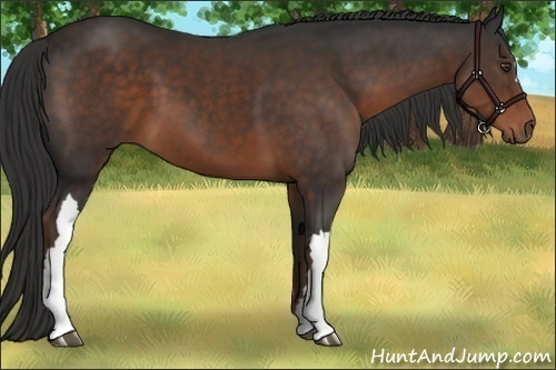 Horse Color:Liver Chestnut 
