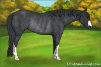Horse Color:Black Rabicano 