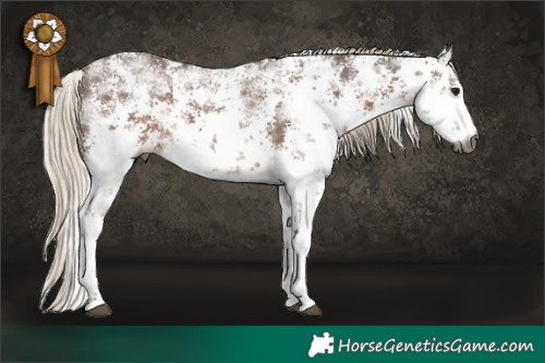 Horse Color:Gray White Spotted Silver Black Sabino Rabicano 