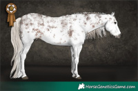 Horse Color:Gray White Spotted Silver Black Sabino Rabicano