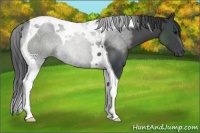 Horse Color:Black Tobiano 