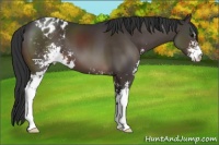 Horse Color:Brown Sabino Appaloosa