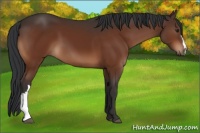 Horse Color:Brown 
