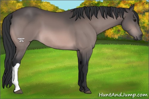 Horse Color:Platinum Bay