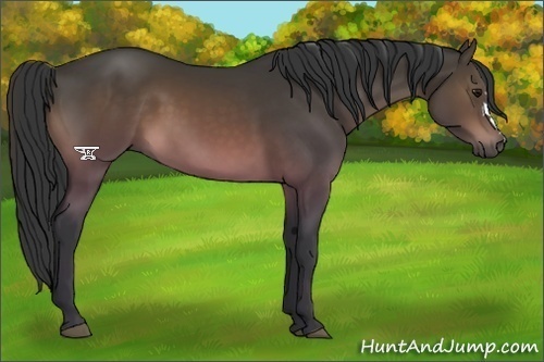 Horse Color:Platinum Brown