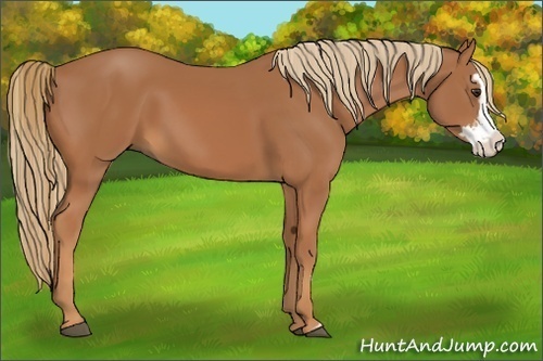 Horse Color:Chestnut Splash Frame