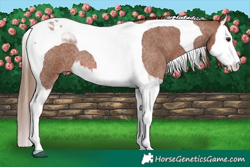 Horse Color:Red Roan Splash Tobiano 