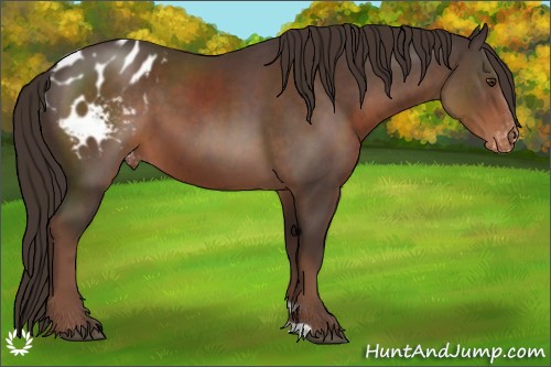 Horse Color:Liver Chestnut Appaloosa 