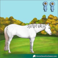 Horse Color:Sable Champagne Dun Splash Appaloosa 