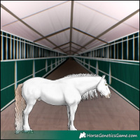 Horse Color:Sable Champagne Dun Splash Appaloosa 