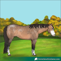 Horse Color:Brown Dun Sabino 