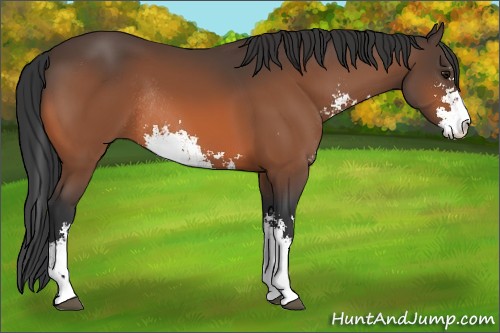 Horse Color:Bay Sabino Rabicano