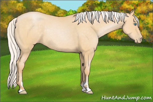 Horse Color:Silver Buckskin Pearl Sabino Rabicano