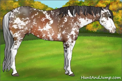 Horse Color:Bay Sabino 