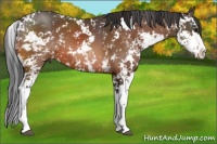 Horse Color:Bay Sabino