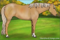 Horse Color:Palomino Sabino 