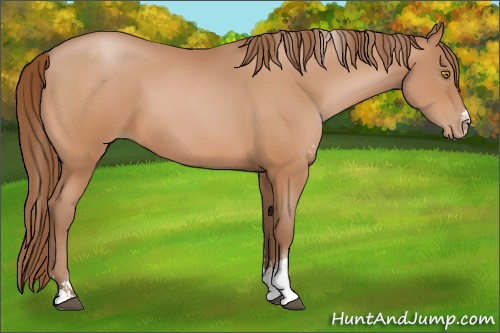 Horse Color:Bay Pearl Sabino 