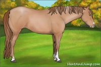 Horse Color:Bay Pearl Sabino