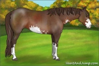 Horse Color:Liver Chestnut Sabino