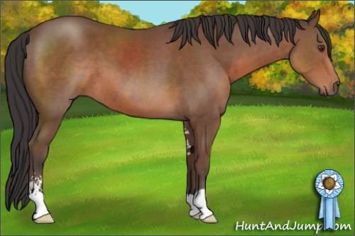 Horse Color:Bay Sabino 