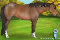 Horse Color:Bay Sabino 
