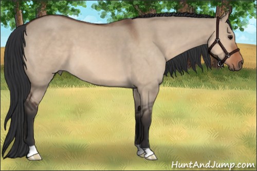 Horse Color:Bay Roan Dun 