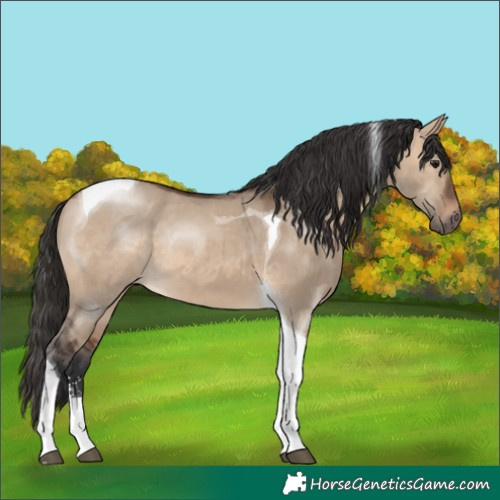 Horse Color:Brown Dun Sabino Tobiano
