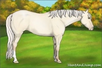 Horse Color:Silver Buckskin Pearl Dun Tobiano 