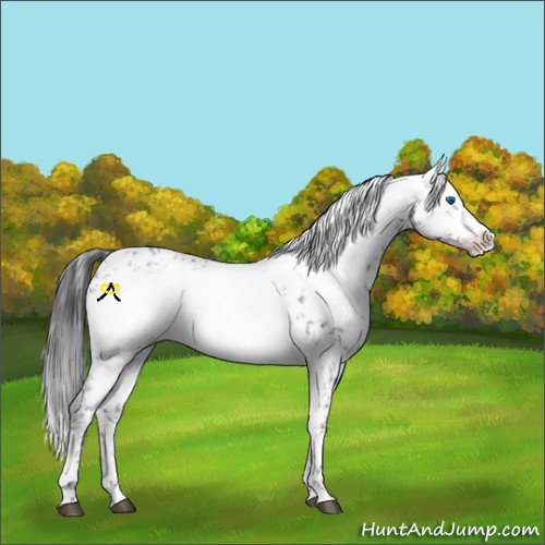 Horse Color:Black Frame Rabicano 
