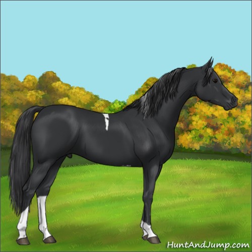 Horse Color:Black Tobiano