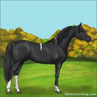 Horse Color:Black Tobiano