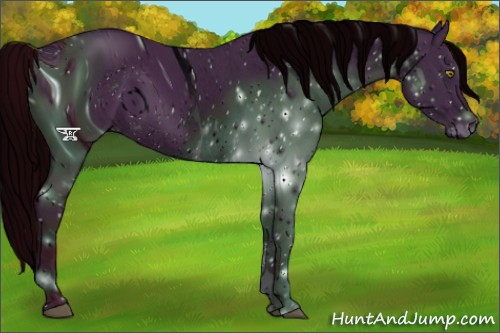Horse Color:ERROR: UNKNOWN ANOMALY