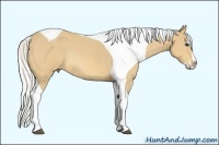 Horse Color:Silver Buckskin Roan Splash Tobiano Frame Rabicano