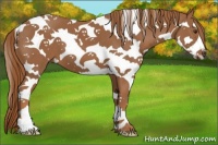 Horse Color:Chestnut Splash Tobiano 