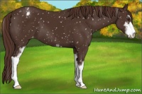 Horse Color:Liver Chestnut Sabino Appaloosa 