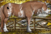 Horse Color:White Spotted Chestnut 