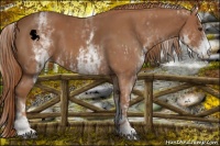 Horse Color:Chestnut Sabino Frame  and White Spotted Chestnut 