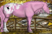 Horse Color:Watercolor Black Appaloosa 