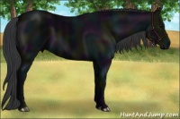 Horse Color:Midnight Black 