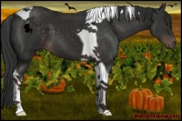 Horse Color:Liver Chestnut Tobiano 