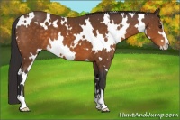 Horse Color:White Spotted Buckskin Sabino 