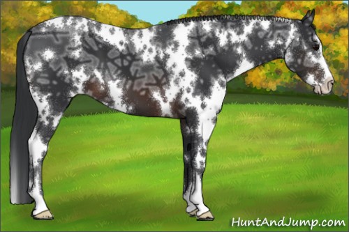 Horse Color:White Spotted Brown Ice Sabino 