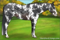 Horse Color:White Spotted Brown Ice Sabino