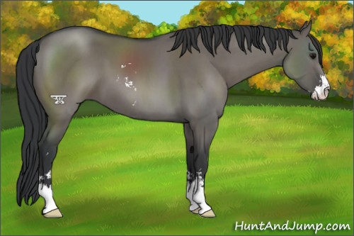 Horse Color:Grullo Sabino 