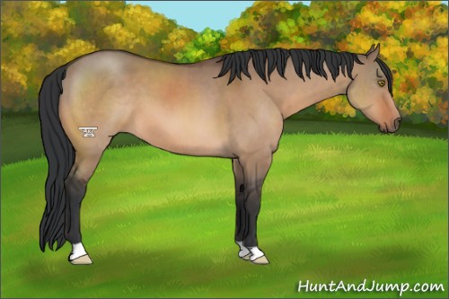 Horse Color:Brown Dun